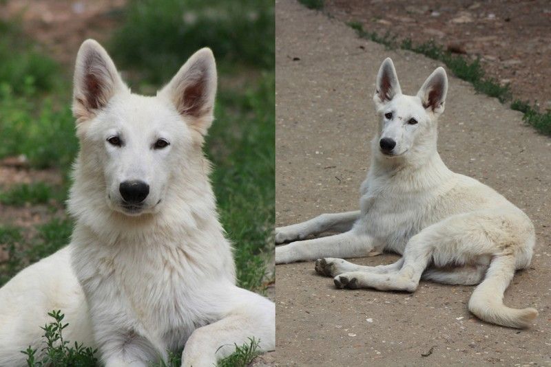 chiot Berger Blanc Suisse des Petites Pattes Blanches