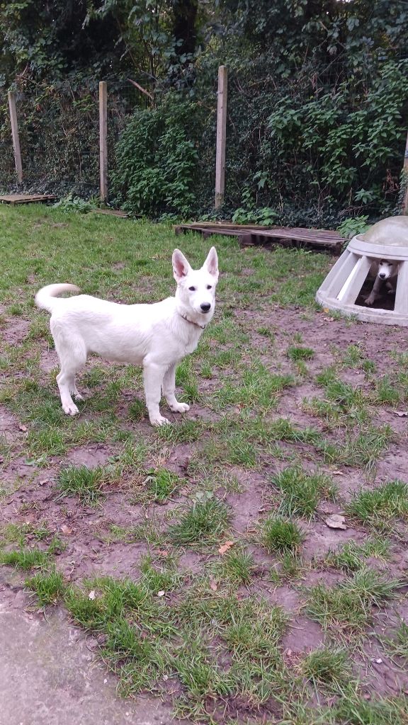 des Petites Pattes Blanches - Chiot disponible  - Berger Blanc Suisse