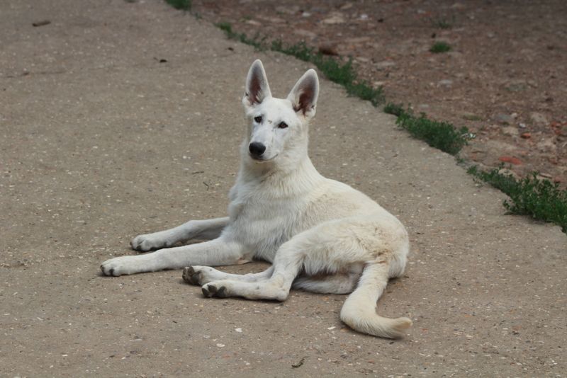 des Petites Pattes Blanches - Chiot disponible  - Berger Blanc Suisse