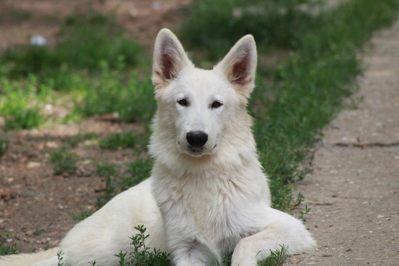 des Petites Pattes Blanches - Chiot disponible  - Berger Blanc Suisse