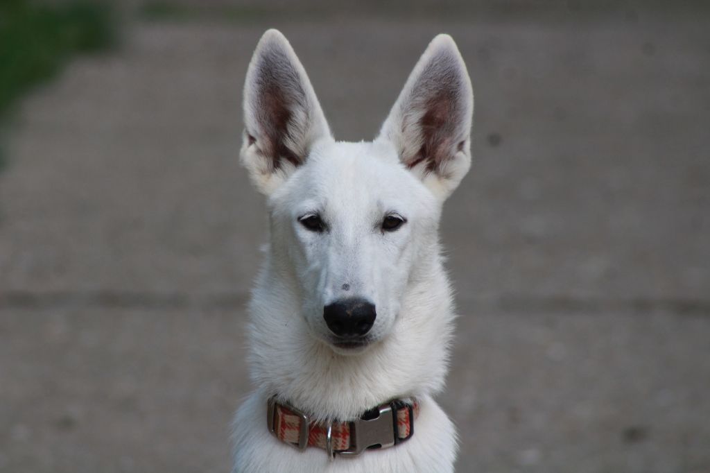 des Petites Pattes Blanches - Chiot disponible  - Berger Blanc Suisse