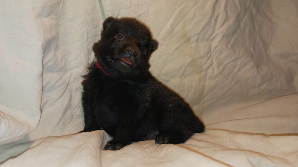 des Petites Pattes Blanches - Chiot disponible  - Schipperke