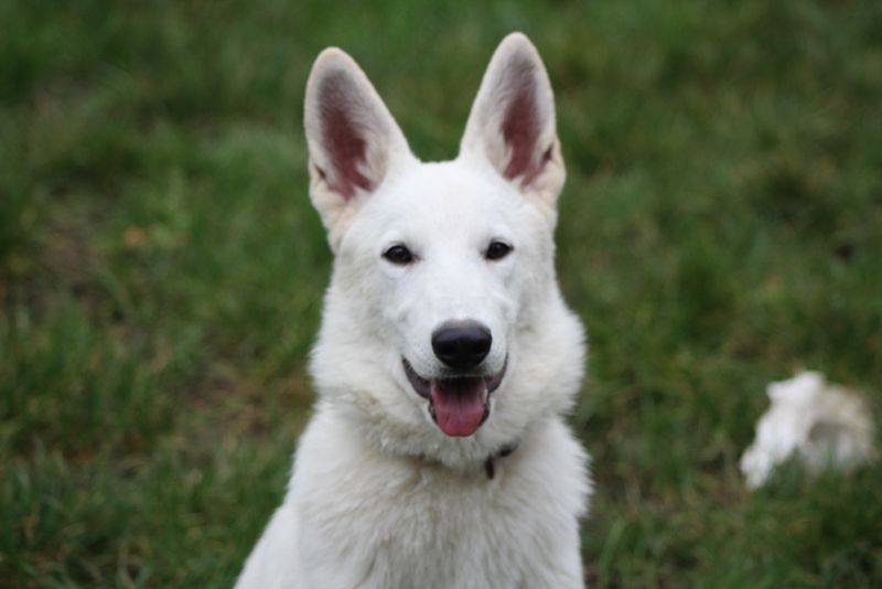 chiot Berger Blanc Suisse des Petites Pattes Blanches