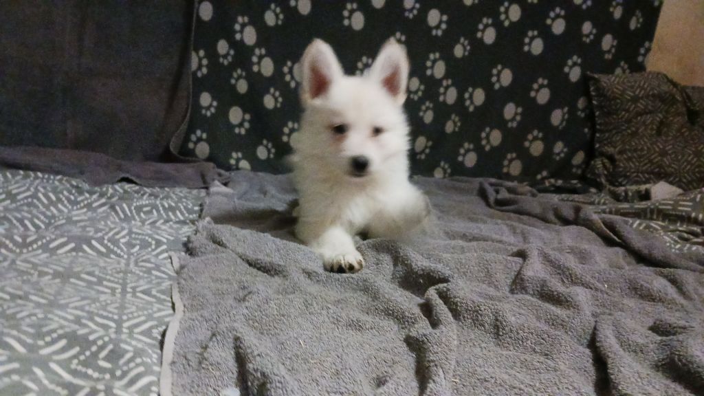 des Petites Pattes Blanches - Chiot disponible  - Berger Blanc Suisse