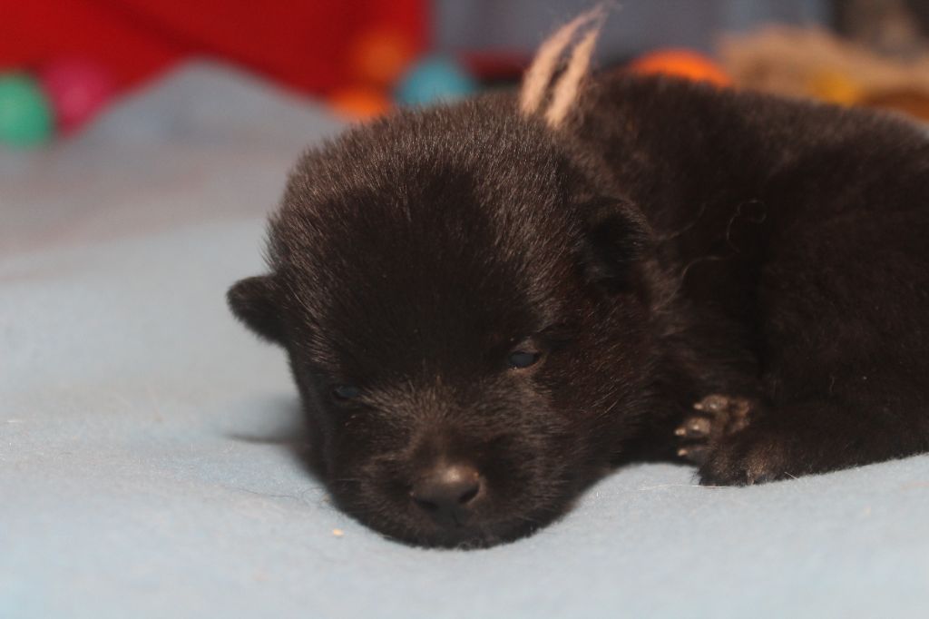 chiot Schipperke des Petites Pattes Blanches