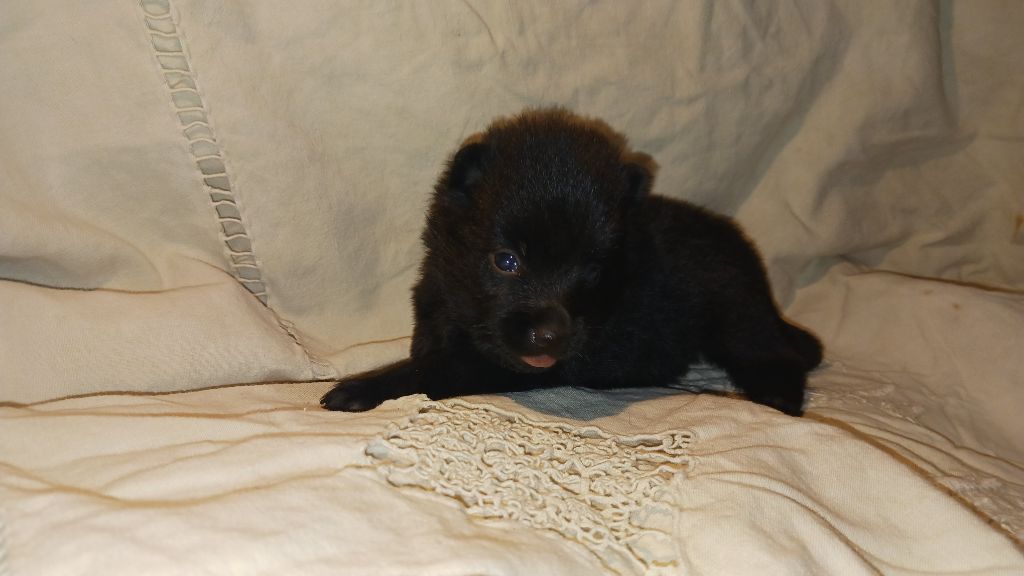 des Petites Pattes Blanches - Chiot disponible  - Schipperke