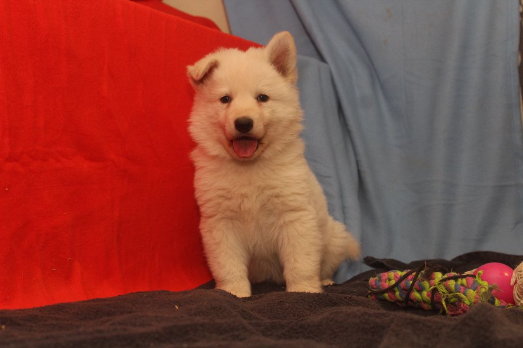 des Petites Pattes Blanches - Chiot disponible  - Berger Blanc Suisse