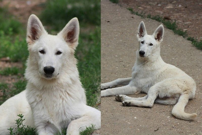 des Petites Pattes Blanches - Berger Blanc Suisse - Portée née le 14/12/2023