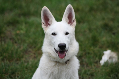 des Petites Pattes Blanches - Berger Blanc Suisse - Portée née le 21/05/2024