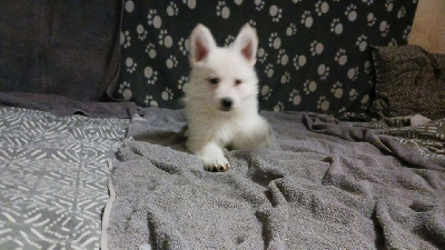 des Petites Pattes Blanches - Berger Blanc Suisse - Portée née le 27/08/2024