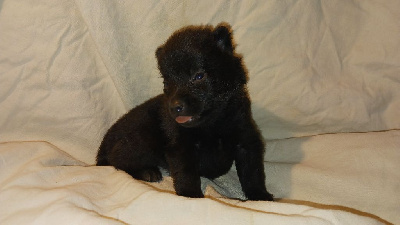 des Petites Pattes Blanches - Schipperke - Portée née le 04/11/2024