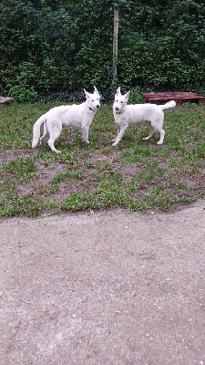 des Petites Pattes Blanches - Berger Blanc Suisse - Portée née le 21/05/2024