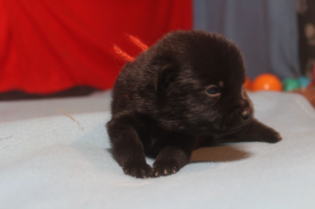 des Petites Pattes Blanches - Chiot disponible  - Schipperke