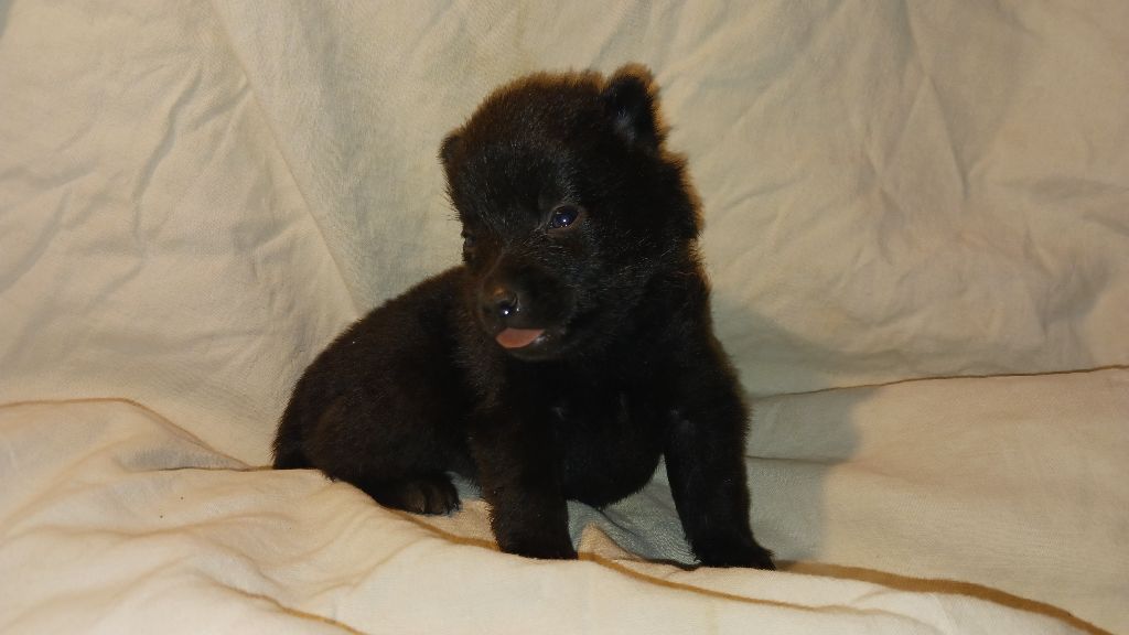 chiot Schipperke des Petites Pattes Blanches