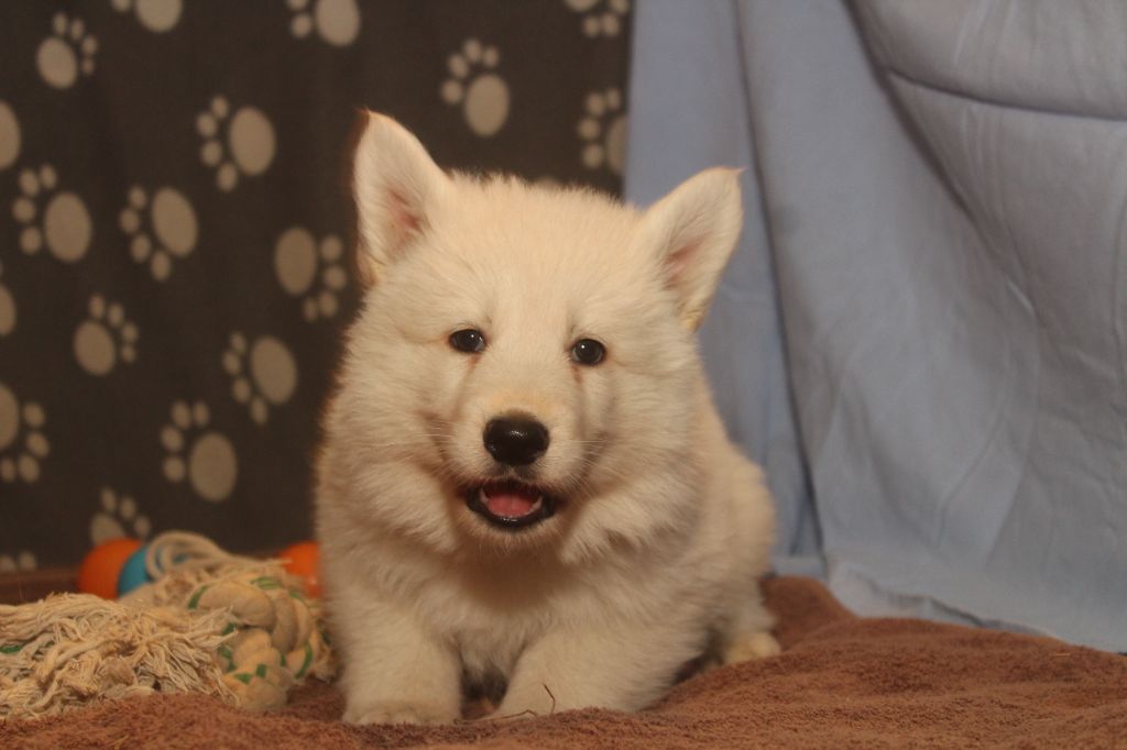 des Petites Pattes Blanches - Chiot disponible  - Berger Blanc Suisse