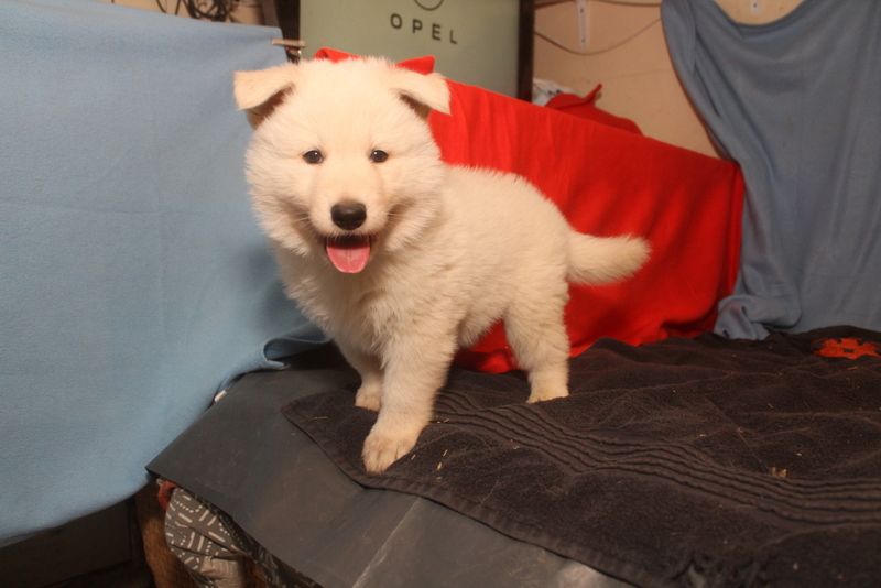 des Petites Pattes Blanches - Chiot disponible  - Berger Blanc Suisse