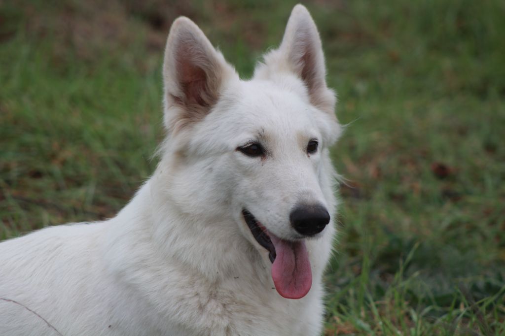Tess des Petites Pattes Blanches