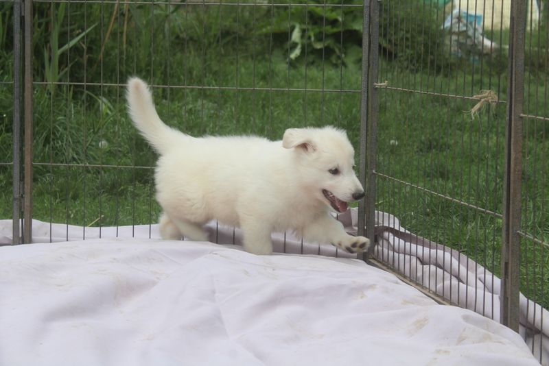 des Petites Pattes Blanches - Réserver 