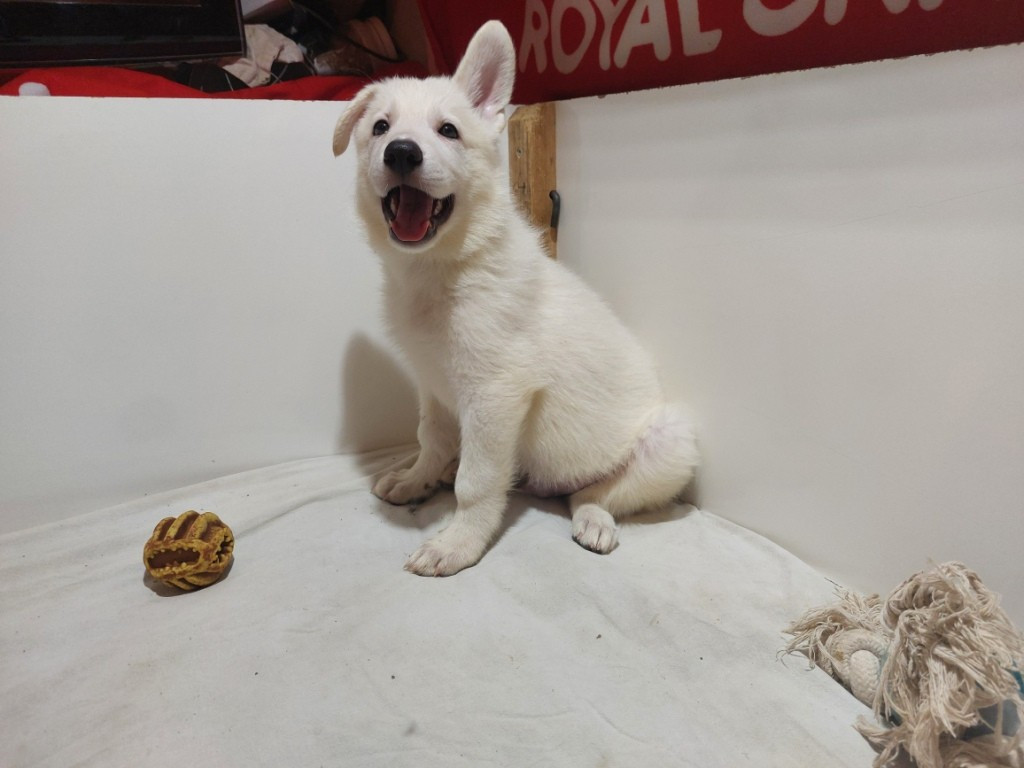 Disponible de suite, 2 mâles de 2,5 mois