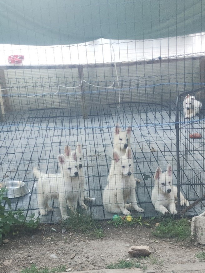 Disponible de suite 1 mâle et 2 femelles de tamiko