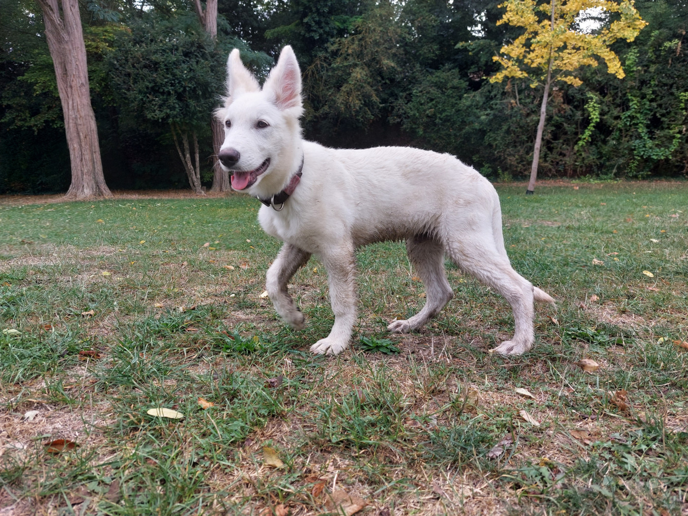 Disponible de suite Bosko