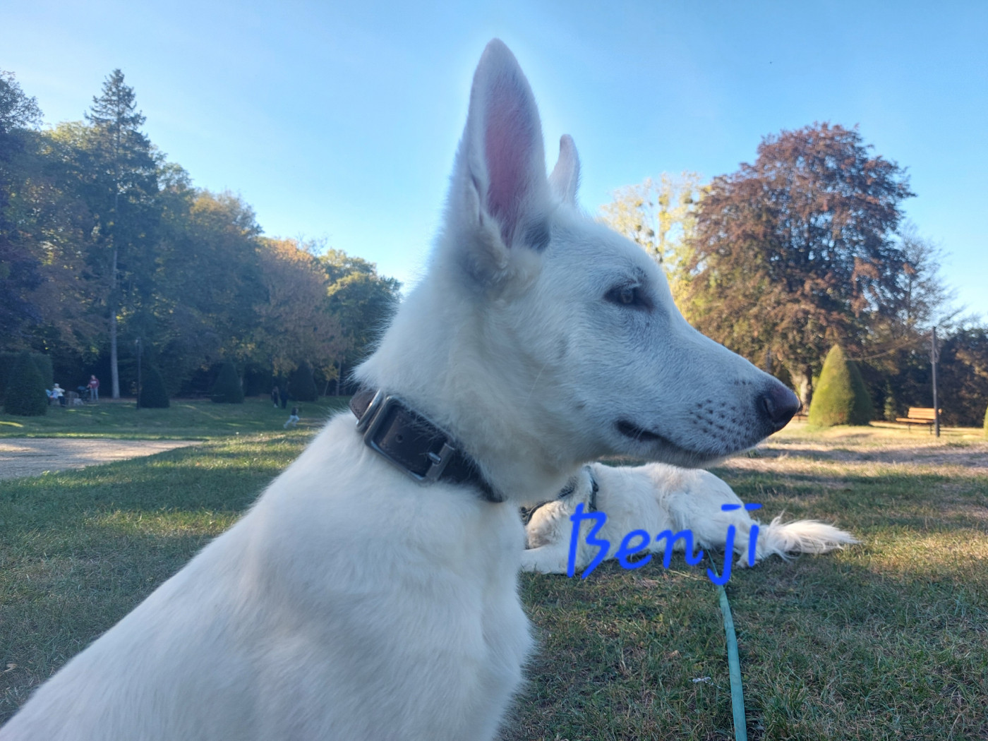 Disponible de suite 1 mâle benji