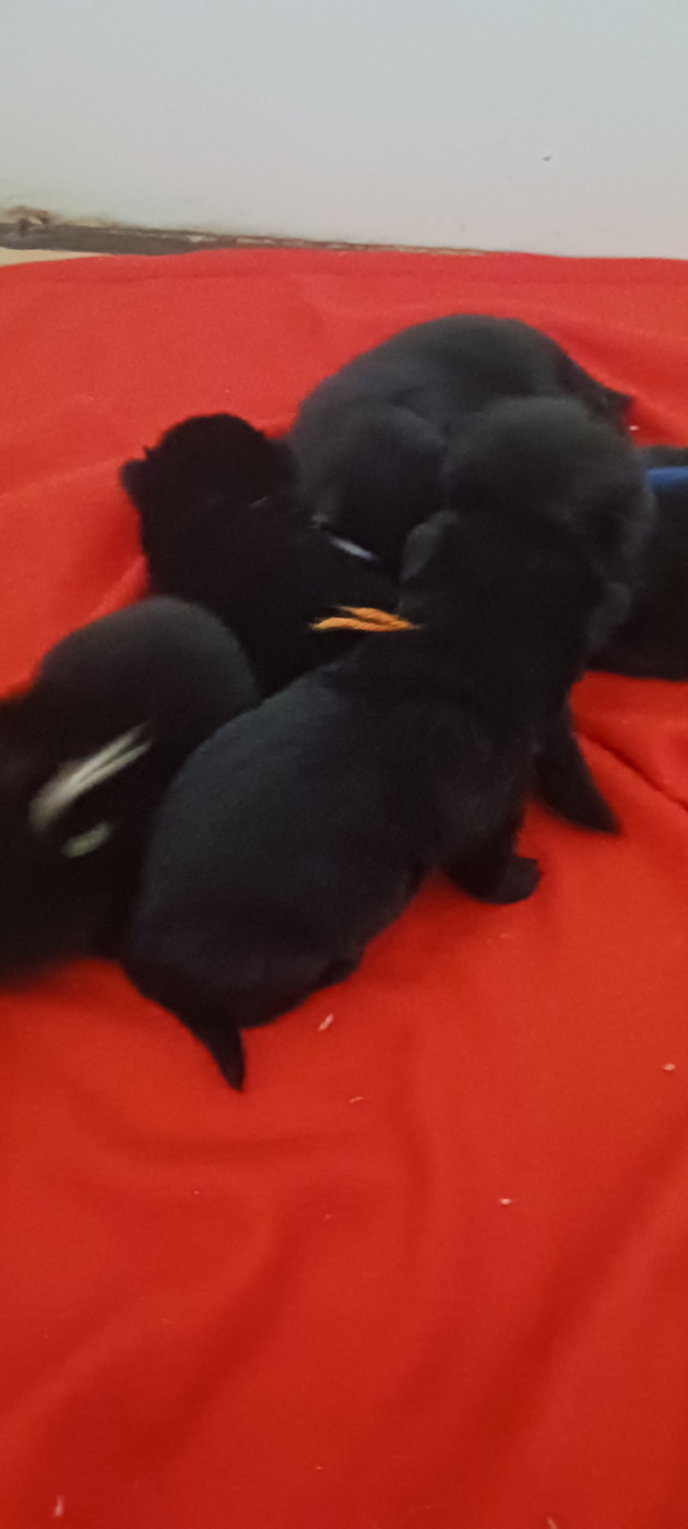 5 chiots nés le 2 octobre