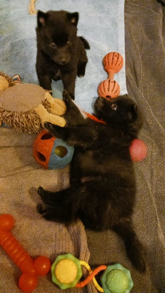 5 chiots schipperkes nés le 9 novembre 