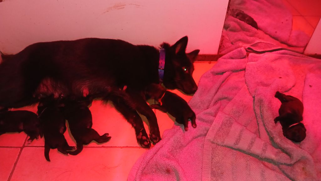 5 chiots schipperkes nés le 9 novembre 