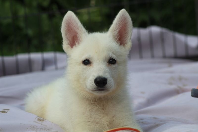 des Petites Pattes Blanches - Chiots disponibles - Berger Blanc Suisse