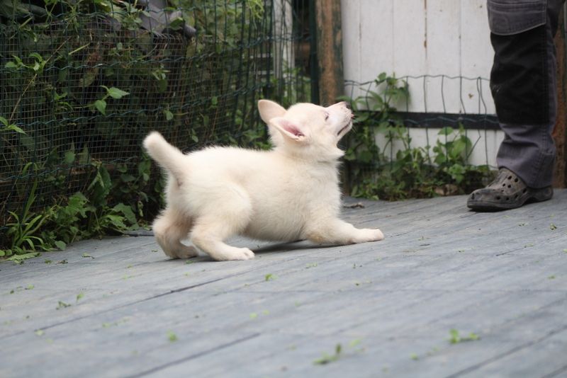 des Petites Pattes Blanches - Chiots disponibles - Berger Blanc Suisse