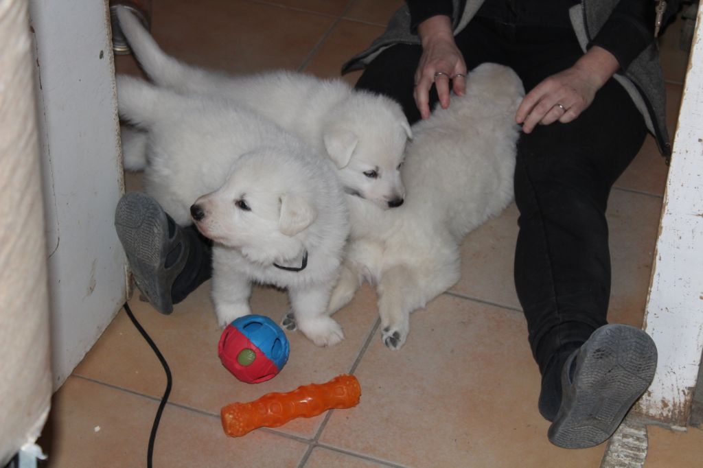 des Petites Pattes Blanches - Berger Blanc Suisse - Portée née le 05/02/2019