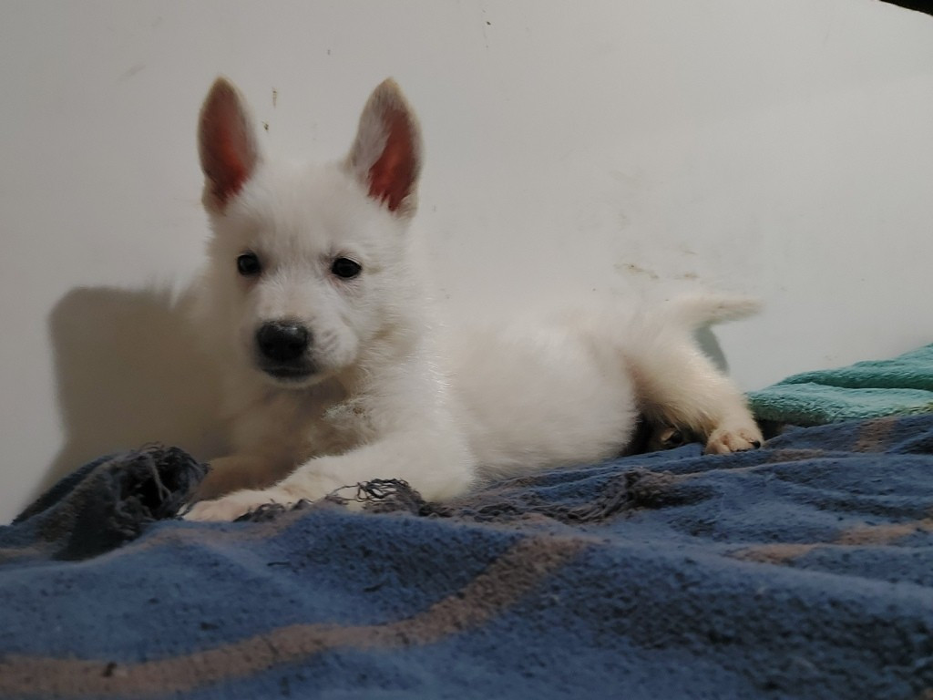 des Petites Pattes Blanches - Chiots disponibles - Berger Blanc Suisse