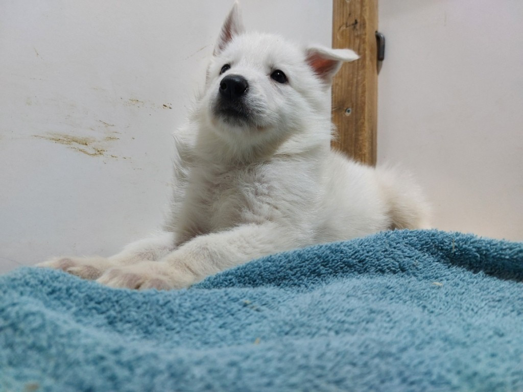 des Petites Pattes Blanches - Chiots disponibles - Berger Blanc Suisse