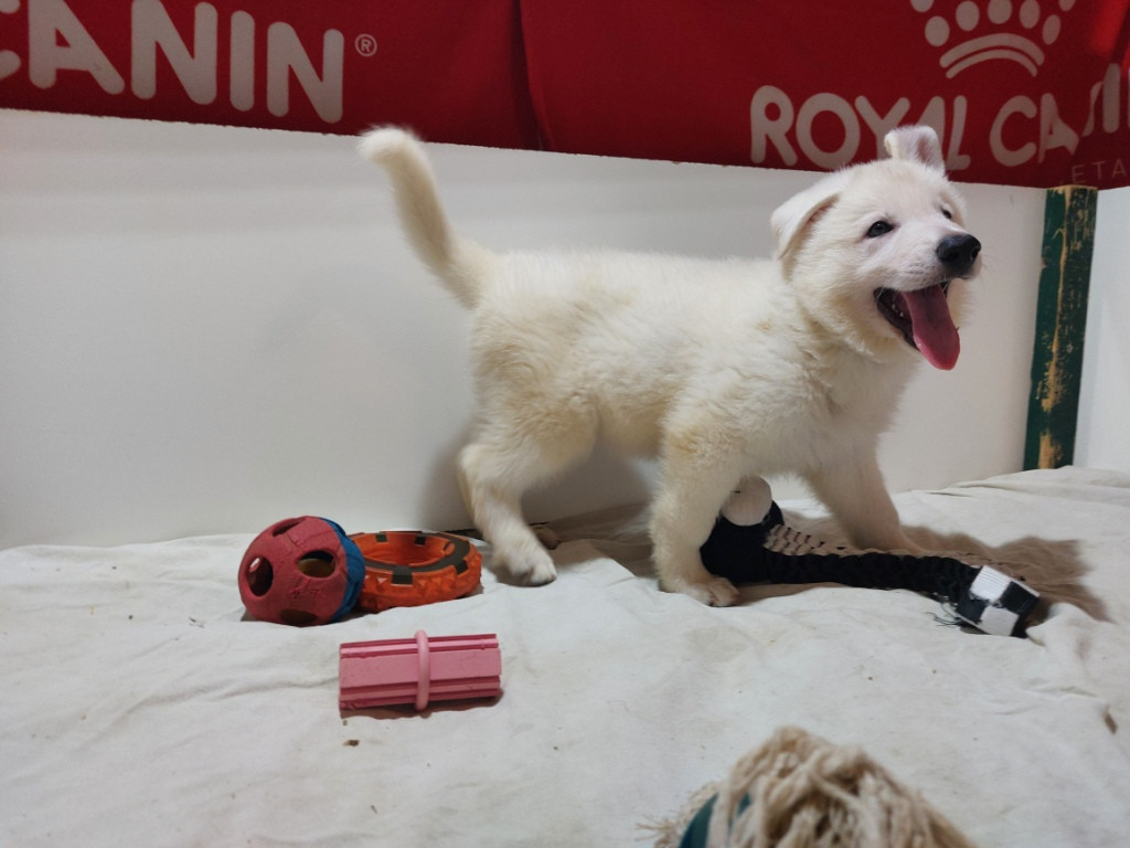des Petites Pattes Blanches - Chiots disponibles - Berger Blanc Suisse