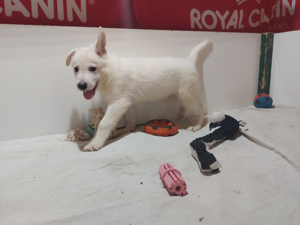 des Petites Pattes Blanches - Chiots disponibles - Berger Blanc Suisse