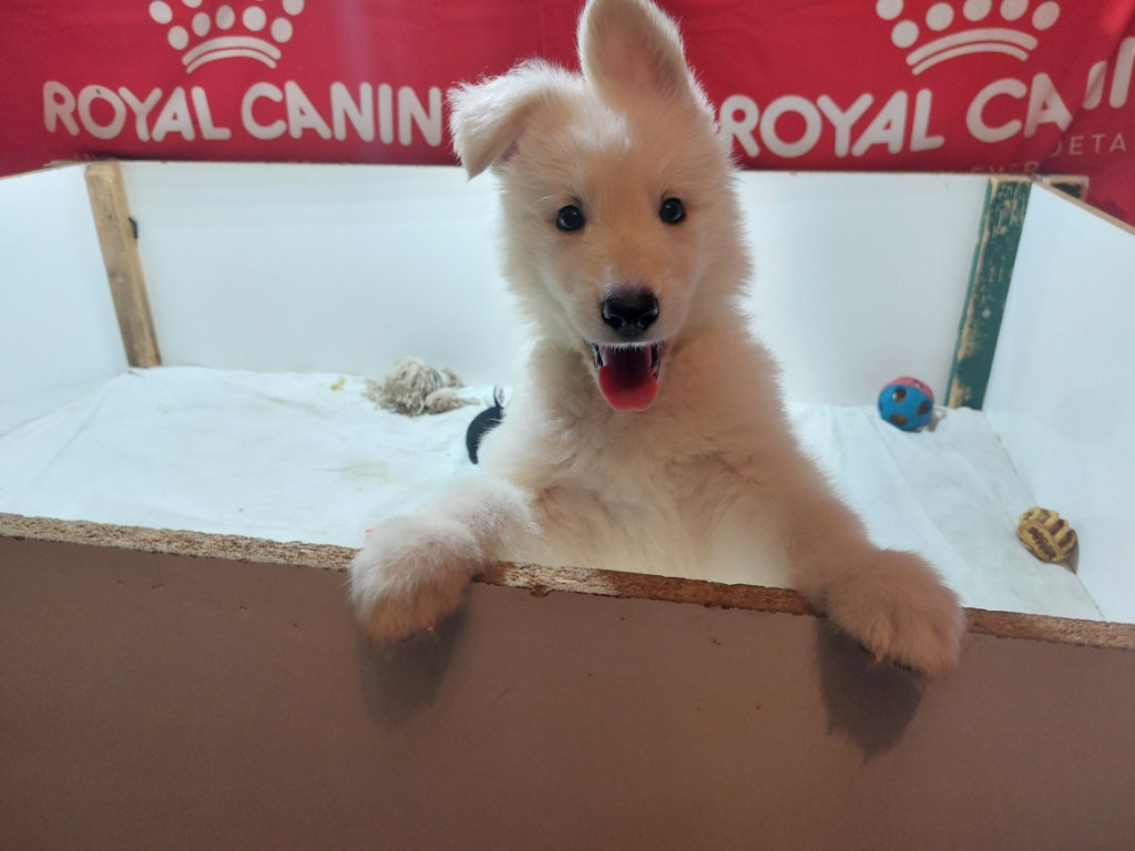 des Petites Pattes Blanches - Chiots disponibles - Berger Blanc Suisse
