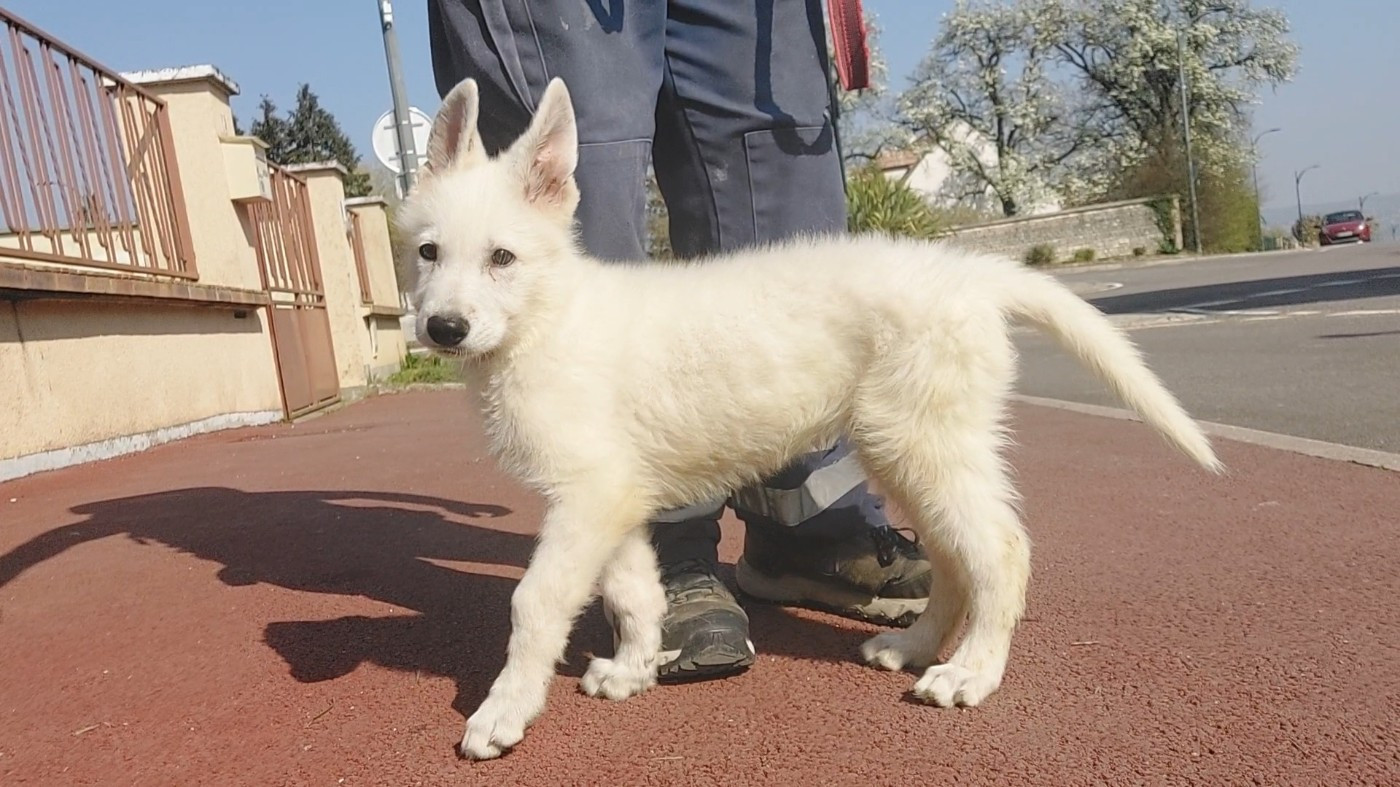 des Petites Pattes Blanches - Chiots disponibles - Berger Blanc Suisse