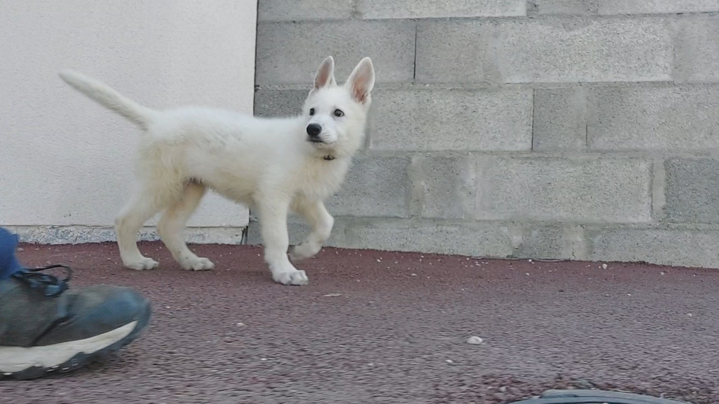 Chiot Berger Blanc Suisse des Petites Pattes Blanches