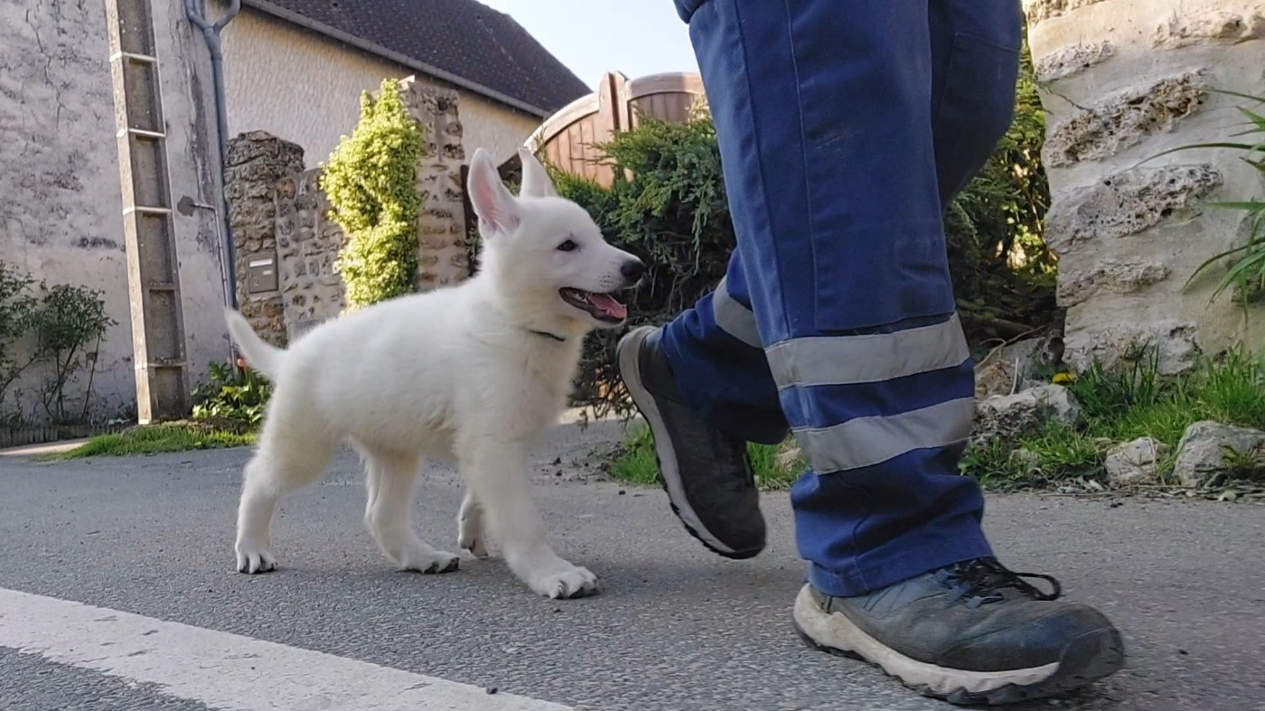 des Petites Pattes Blanches - Berger Blanc Suisse - Portée née le 13/01/2026
