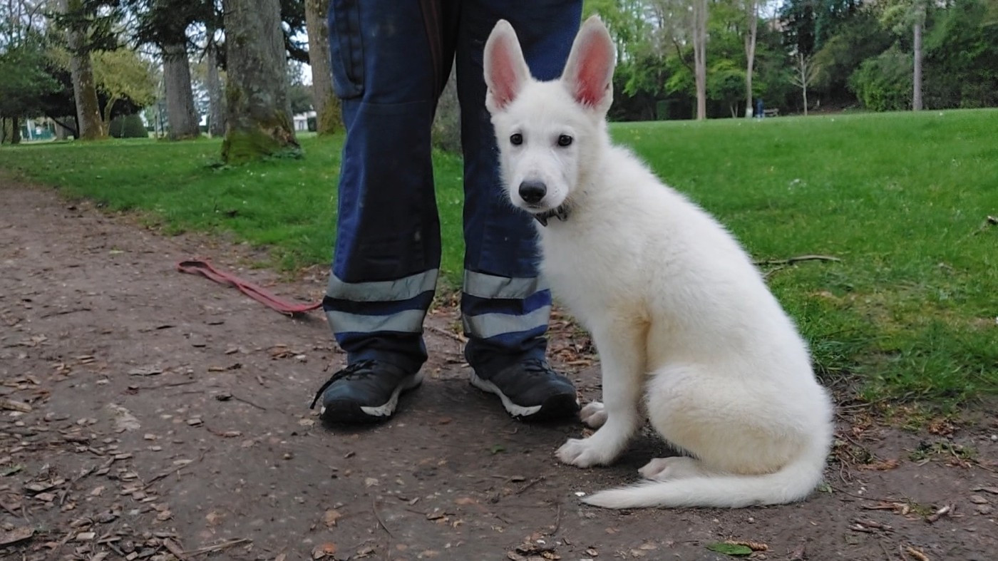 des Petites Pattes Blanches - Chiots disponibles - Berger Blanc Suisse