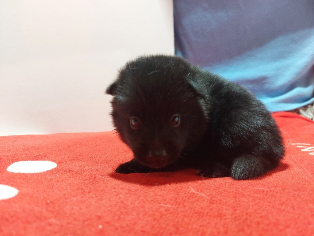des Petites Pattes Blanches - Chiots disponibles - Schipperke