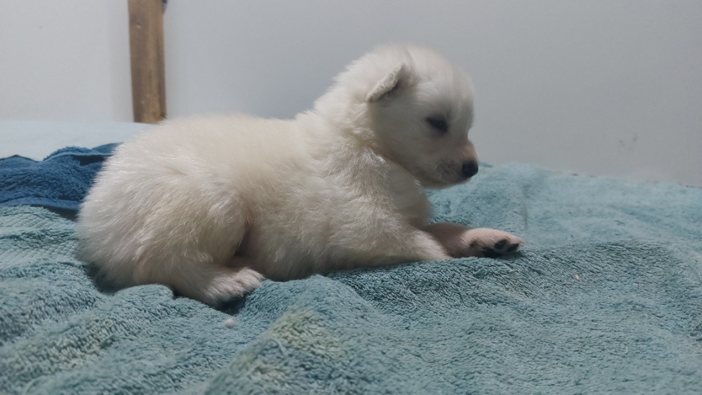 des Petites Pattes Blanches - Chiots disponibles - Berger Blanc Suisse