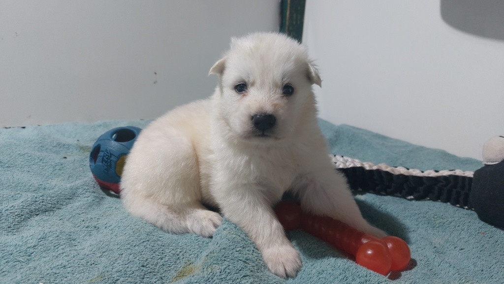 des Petites Pattes Blanches - Chiots disponibles - Berger Blanc Suisse