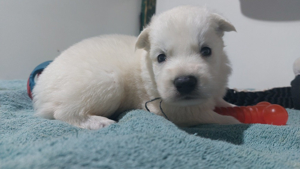 des Petites Pattes Blanches - Chiots disponibles - Berger Blanc Suisse
