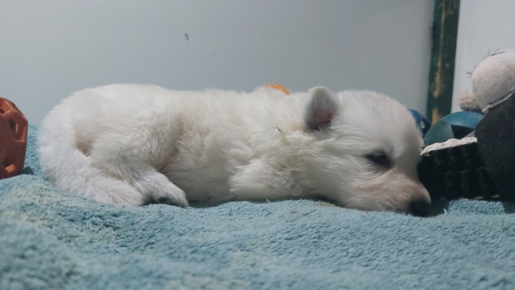 des Petites Pattes Blanches - Chiots disponibles - Berger Blanc Suisse