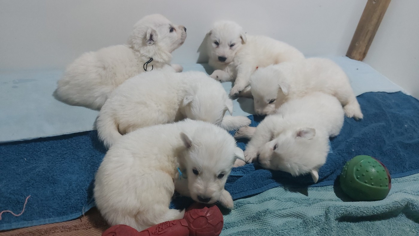 Chiot Berger Blanc Suisse des Petites Pattes Blanches