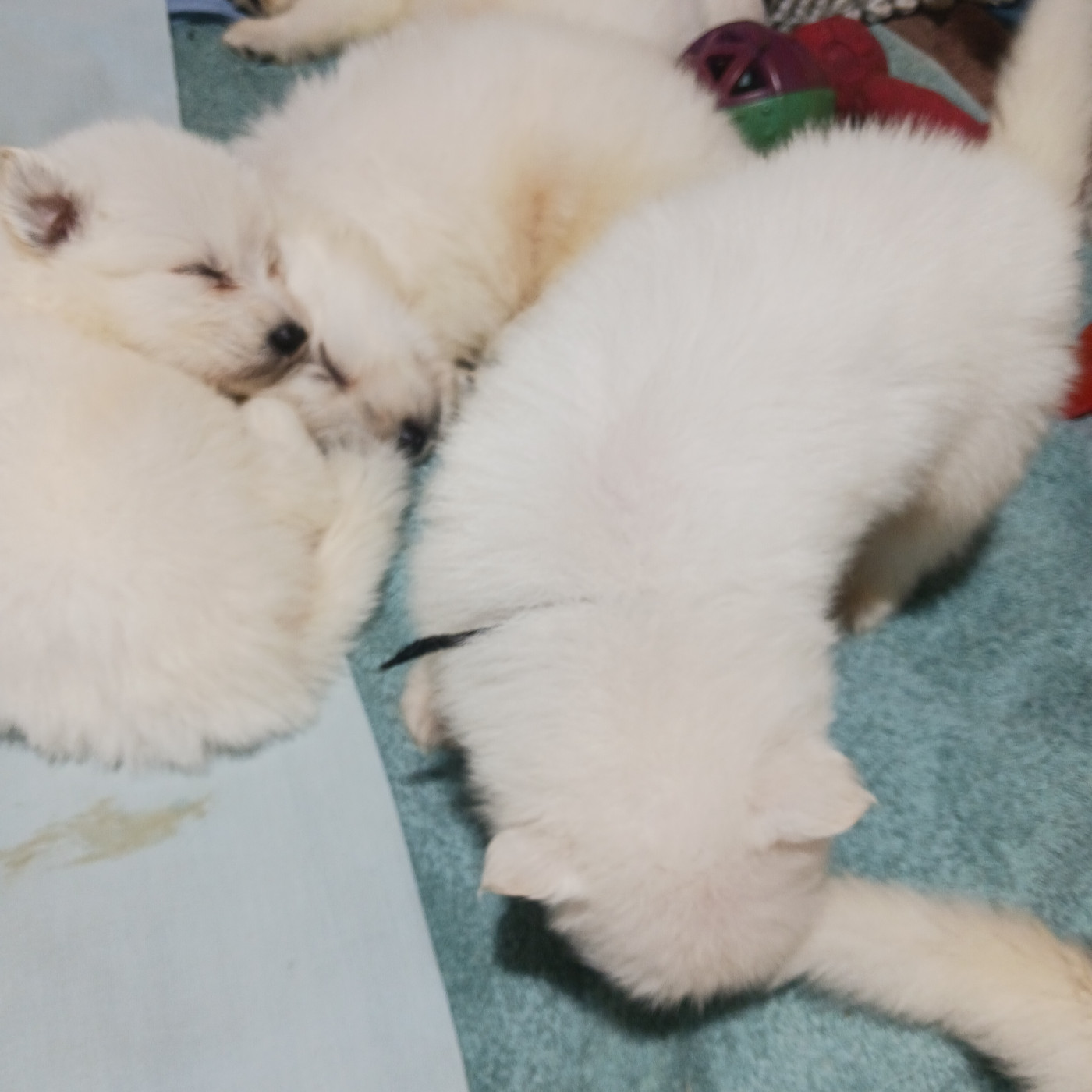 Chiot Berger Blanc Suisse des Petites Pattes Blanches