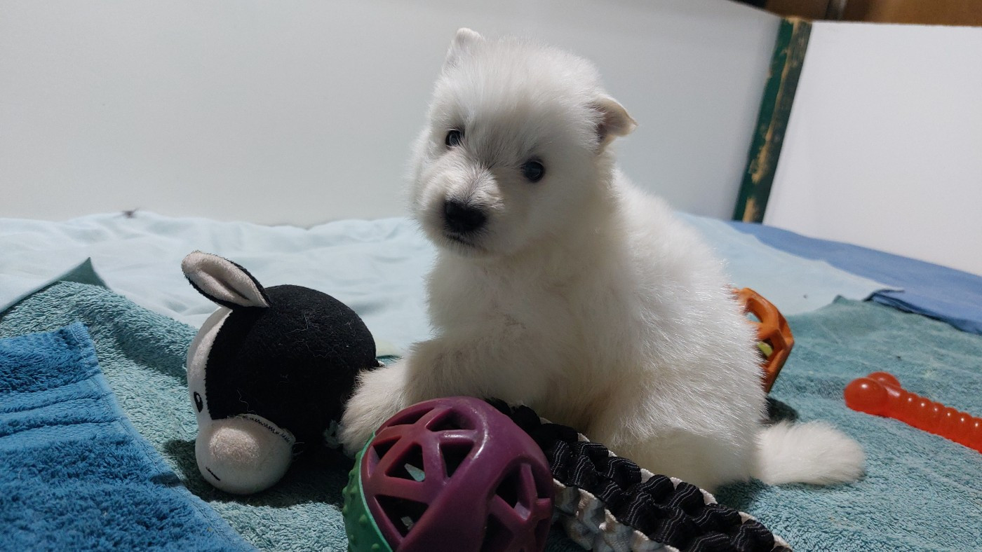 des Petites Pattes Blanches - Chiots disponibles - Berger Blanc Suisse