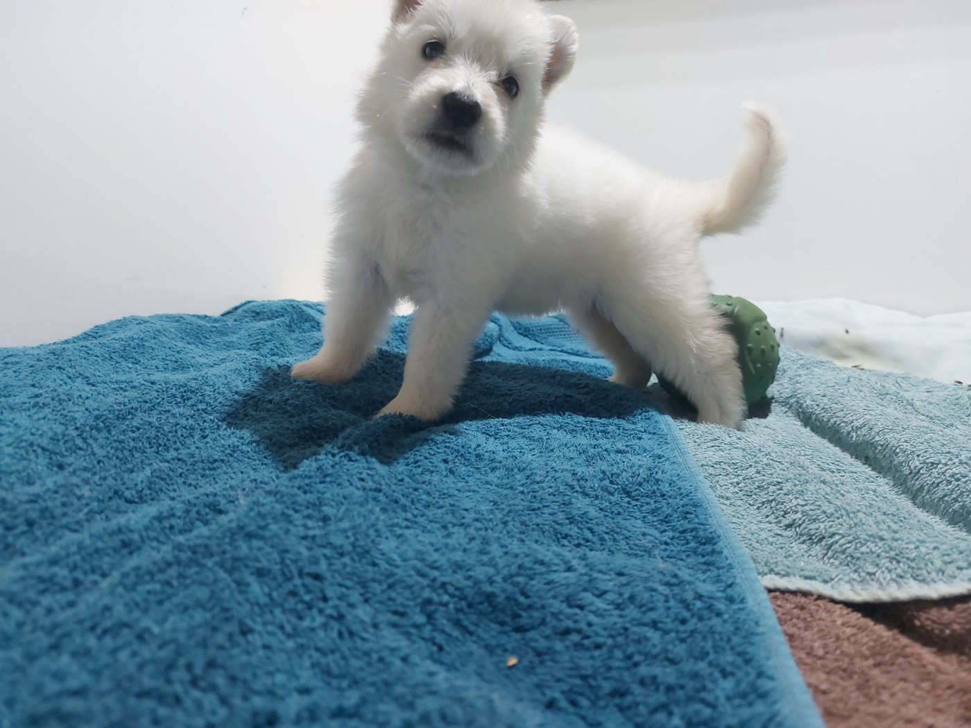 des Petites Pattes Blanches - Chiots disponibles - Berger Blanc Suisse